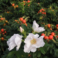 Rose- Rugosa Alba