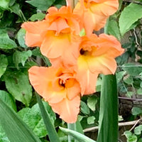 Gladiolus- Peche Melba