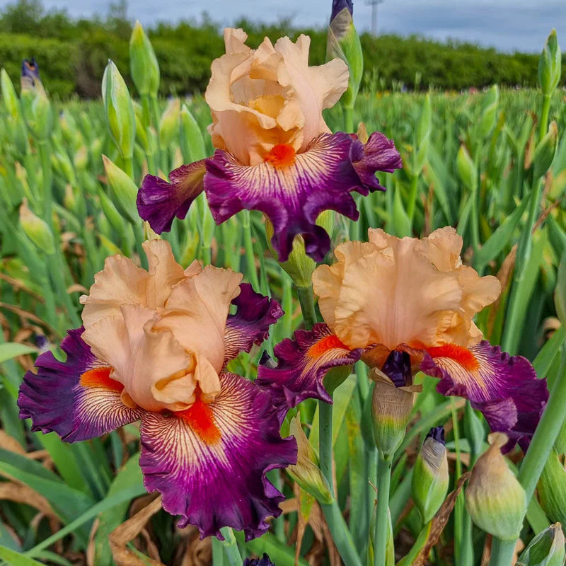 Dark Before Dawn Reblooming Bearded Iris