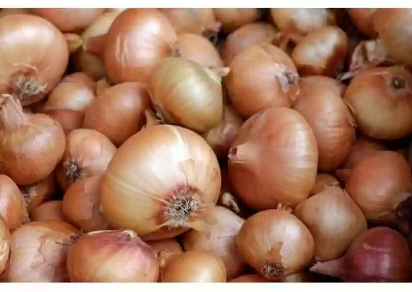 Madalyn – Organic Onion Seed