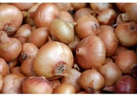 Madalyn – Organic Onion Seed