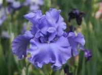 Merchant Marine Bearded Iris
