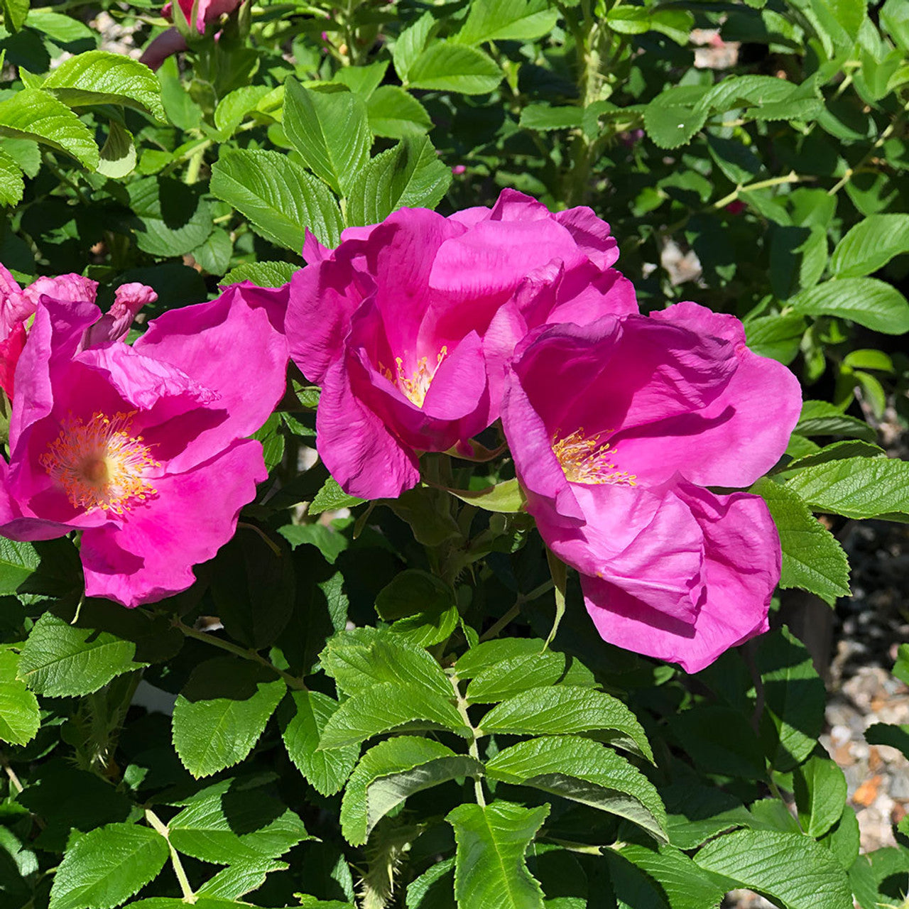 Rose- Rugosa Scabrosa