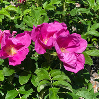 Rose- Rugosa Scabrosa