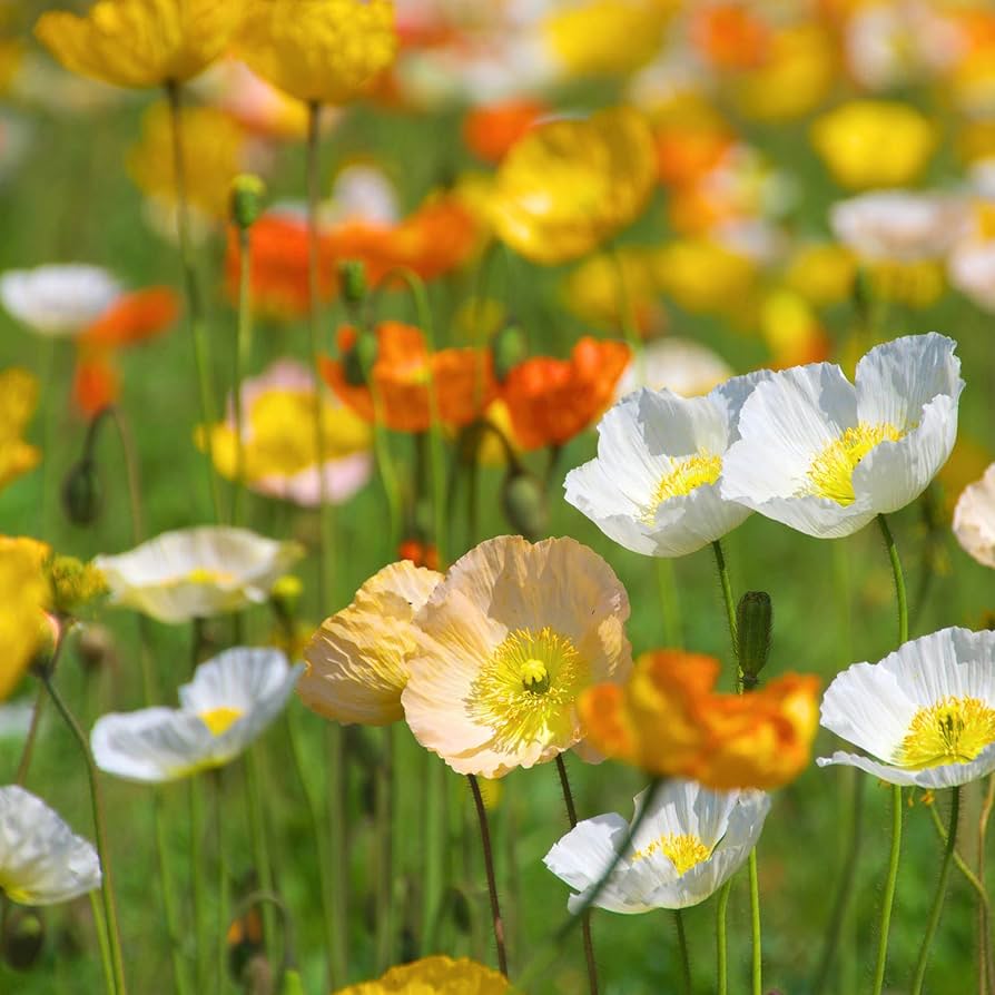 Poppy Iceland Nudicale Mixed Color Flower Seeds