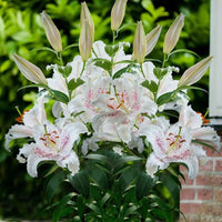 Muscadet Oriental Carpet Border Lily Seeds