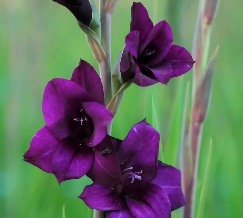 Gladiolus- Purple Flora