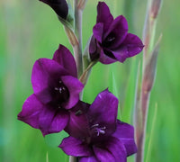 Gladiolus- Purple Flora