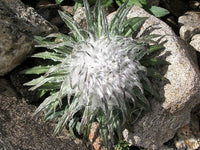 Heirloom Non-GMO Saussurea Plant Seeds for Unique Foliage and Alpine Garden Planting