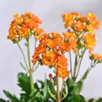 Heirloom Non-GMO Orange Kalanchoe Flower Seeds for Lively Garden Pots and Indoor Planting