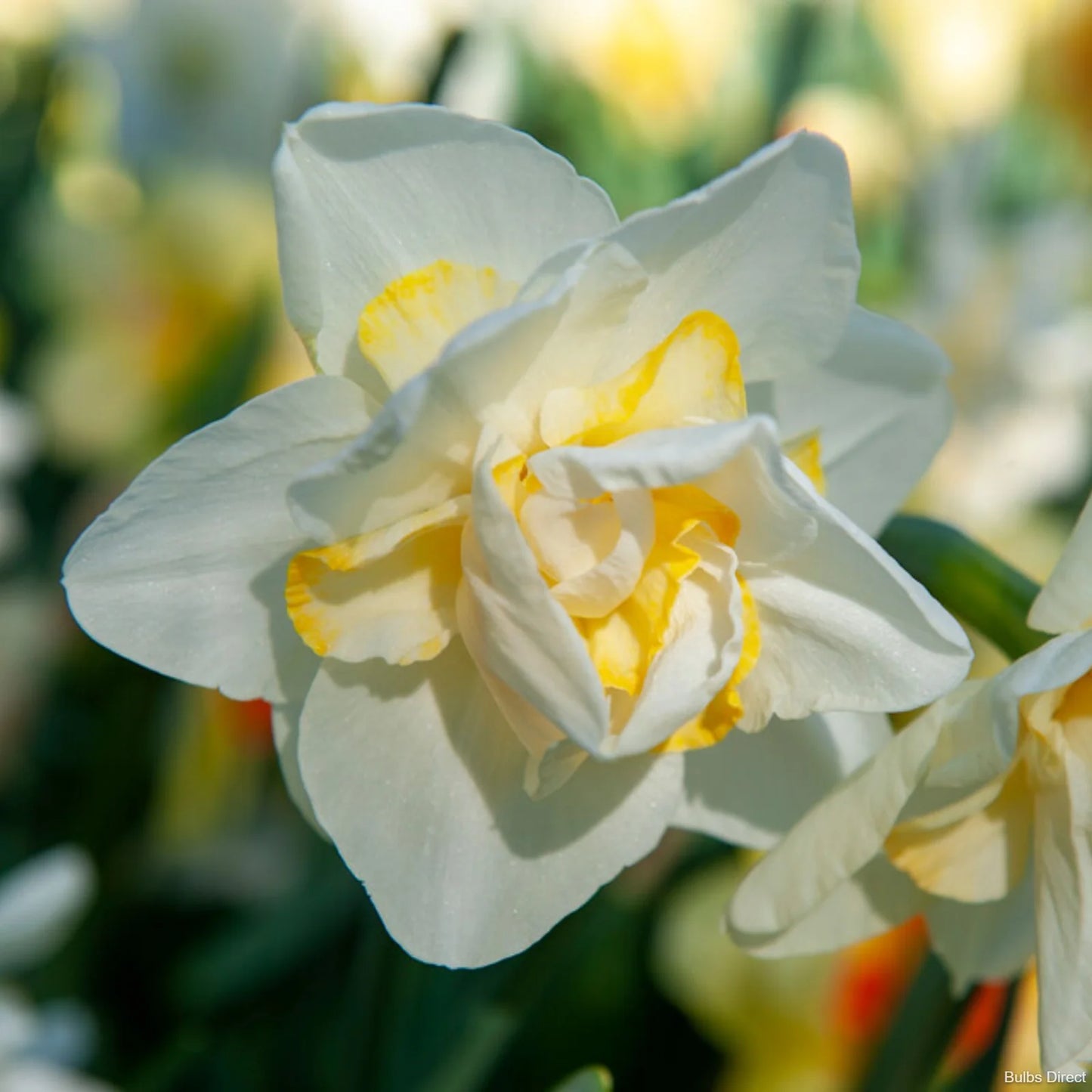 Easter Born Daffodil Seeds