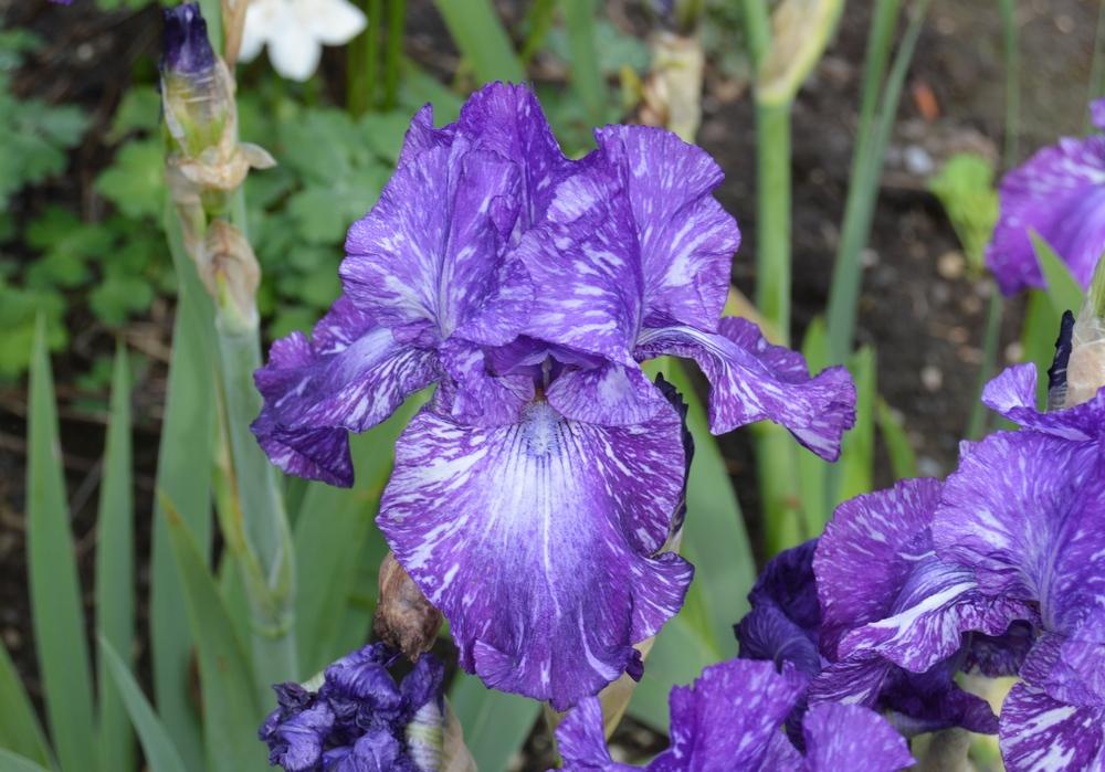 Out of Control Bearded Iris