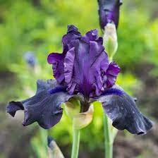 Obsidian Bearded Iris