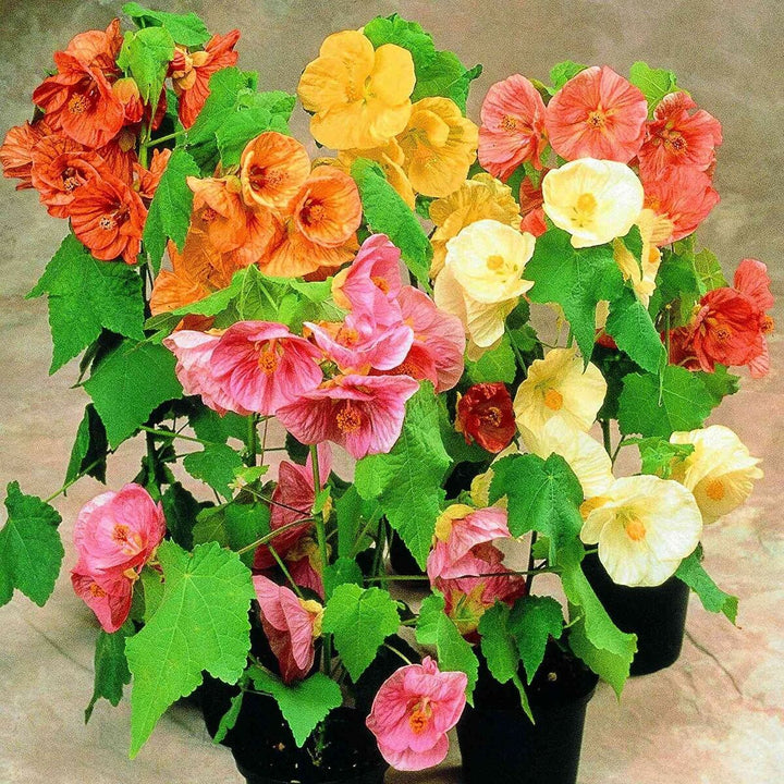 Heirloom Non-GMO Mix Abutilon Flower Seeds for Garden Planting – Colorful Lantern-Like Blooms