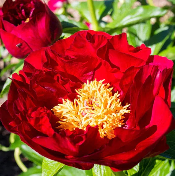 Mackinac Grand Peony