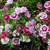 Sweet William- Wee Willie Dwarf Mix