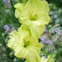 Gladiolus- Green Star