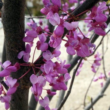 Heirloom Non-GMO Pink Canadensis Flower Seeds for Colorful Native Garden Planting