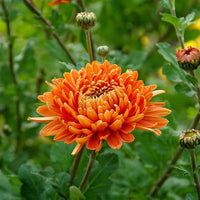 Orange Red Chrysanthemum Flower Seeds – Heirloom Non-GMO Blooms for Vibrant Fall Gardens