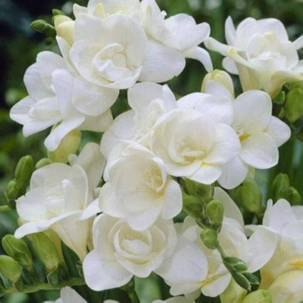 Freesia Flower Seeds – Heirloom, Non-GMO, Fragrant Blooms for Vibrant Garden Planting