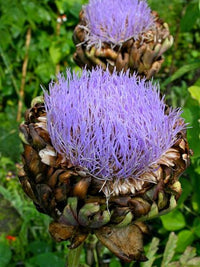 Globe Artichoke