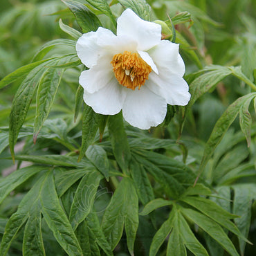Himalayan Peony