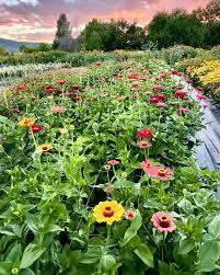 Cut-Flower Garden Daffodil Mixture Seeds