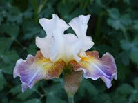 Get Back Reblooming Bearded Iris