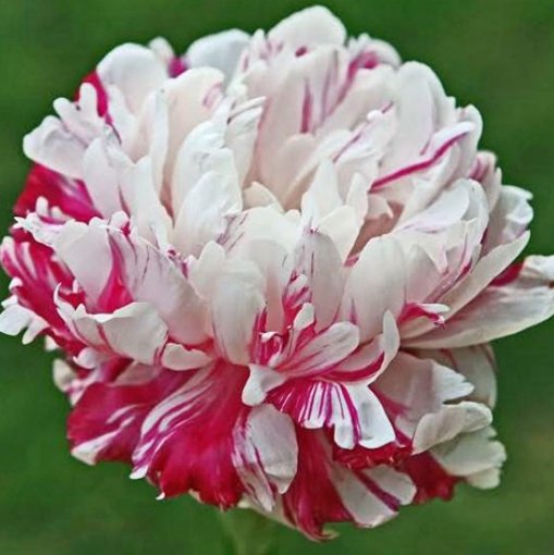 Candy Stripe Peony