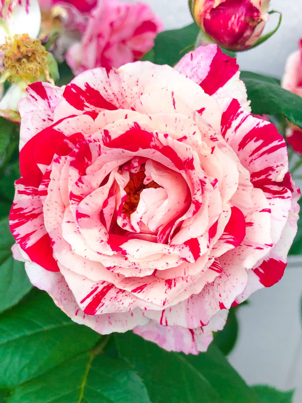 Scentimental Floribunda Rose