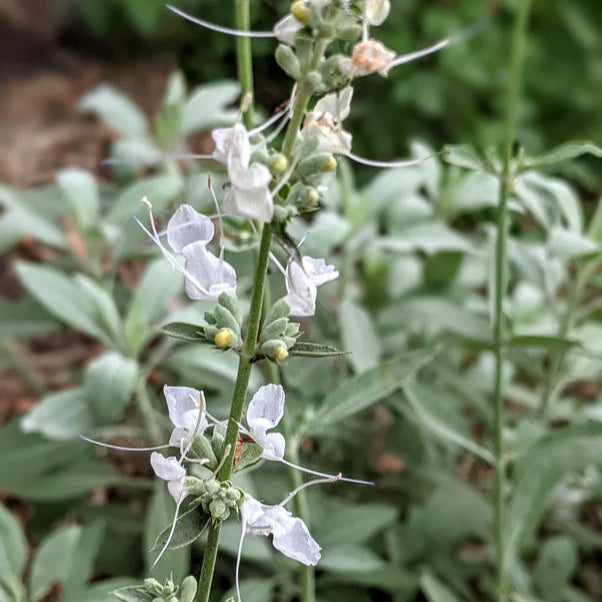 White Sage Seeds for Planting – Organic, Heirloom, Non-GMO Flower & Herb Seeds