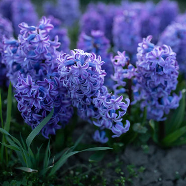 Hyacinth- Delft Blue