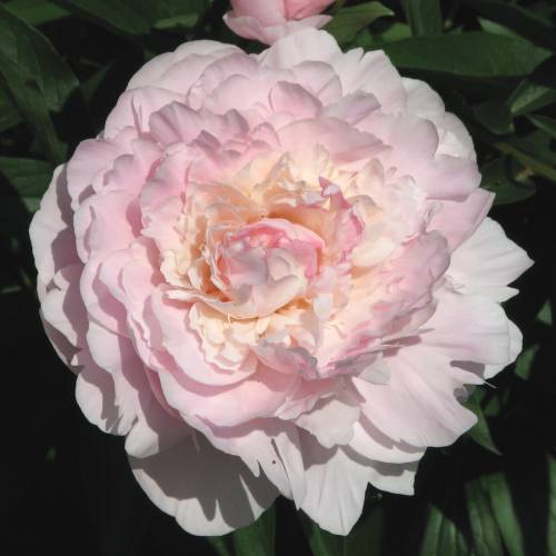 Mme. Calot Peony