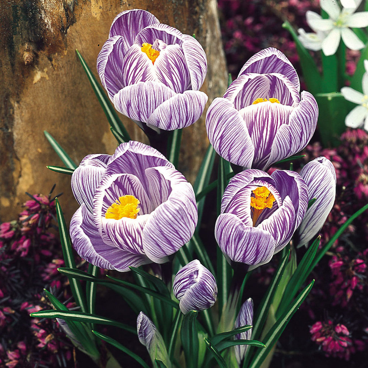 Pickwick Giant Dutch Crocus Seeds