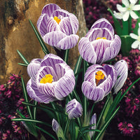 Pickwick Giant Dutch Crocus Seeds