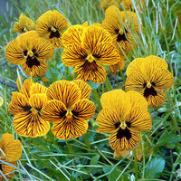 Tiger Eye Flower Seeds – Heirloom Non-GMO Striking Blooms for Bold Garden Planting