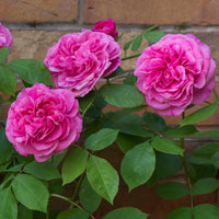 Rose- Gertrude Jekyll