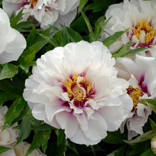 Cora Louise Itoh Peony