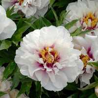 Cora Louise Itoh Peony