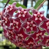 Heirloom Maroon Hoya Flower Seeds for Planting – Non-GMO, Unique Fragrant Garden Blooms