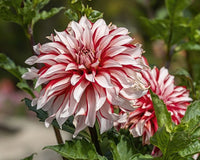Heirloom Non-GMO Dahlia Santa Claus Flower Seeds for Garden Planting – Festive Red White Blooms