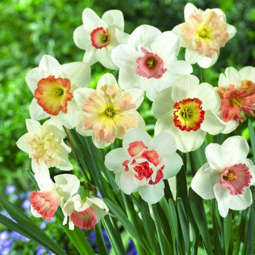 Pink Performance Daffodil Seeds
