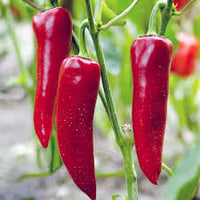 Carmen Pepper Seeds – Corno di Toro