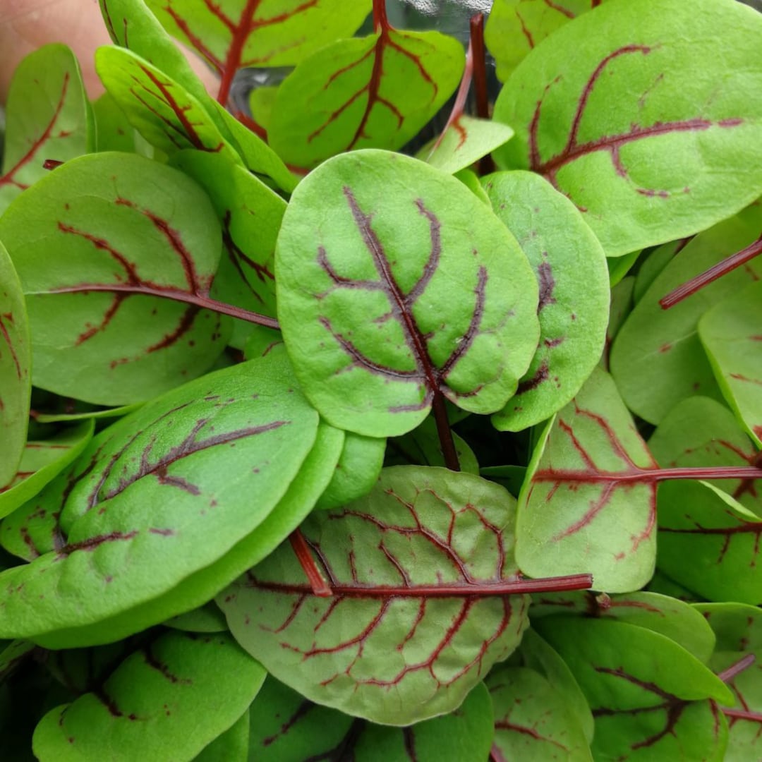 Red Veined Sorrel – Green Seed