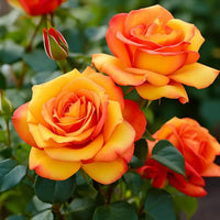 Orange Yellow Rose Plant Seeds for Planting Non-GMO Heirloom Garden Seeds for Growing