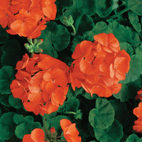 Orange Maverick Geranium flower Seeds for Planting - Heirloom & Non-GMO Seeds