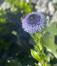 Heirloom Non-GMO Globularia Flower Seeds for Delicate Garden Edges and Seasonal Planting
