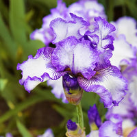 Hemstitched Reblooming Bearded Iris
