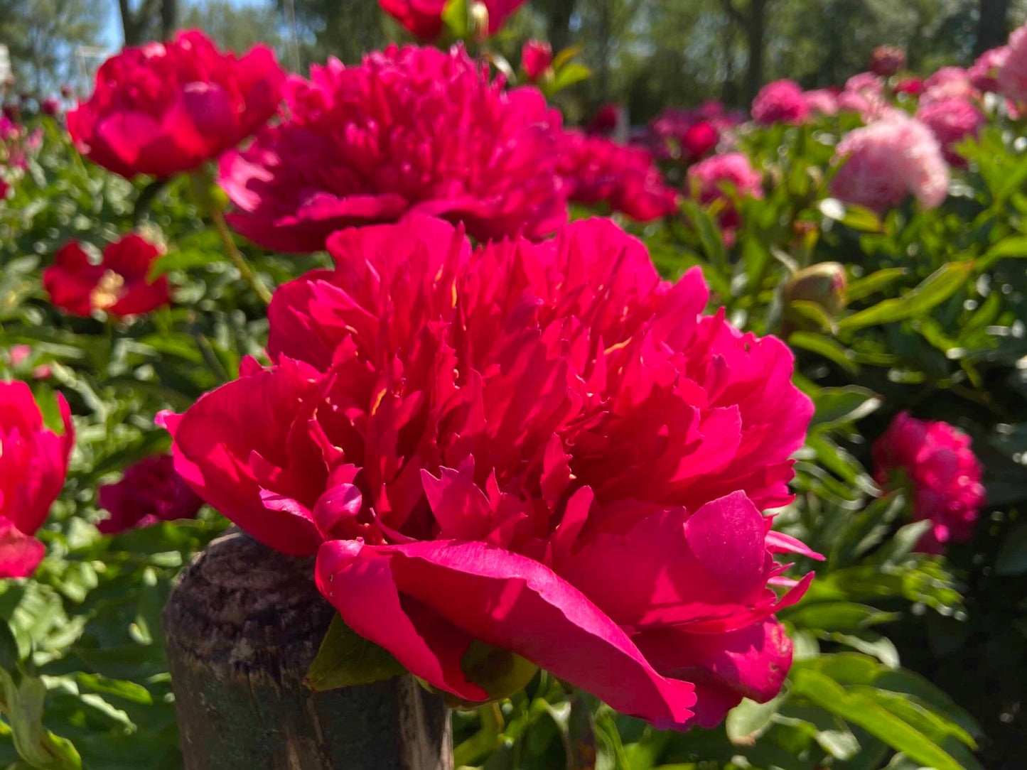 Many Happy Returns Peony