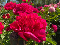 Many Happy Returns Peony